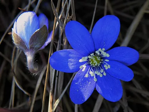 hepatica: any of the herbaceous plants in the genus Hepatica of the buttercup family, notably the common...