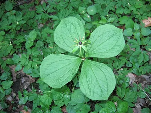 herb paris: an Old World plant (Paris quadrifolia) related to the trillium