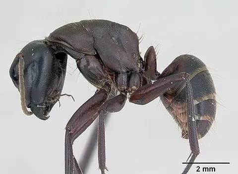 hercules ant: camponotus herculeanus, a species of carpenter ant