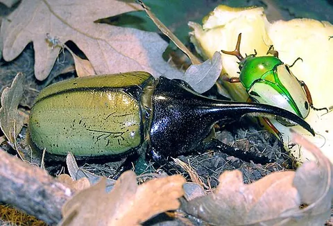 hercules beetle: a type of rhinoceros beetle, Dynastes hercules known for its considerable strength and for being...