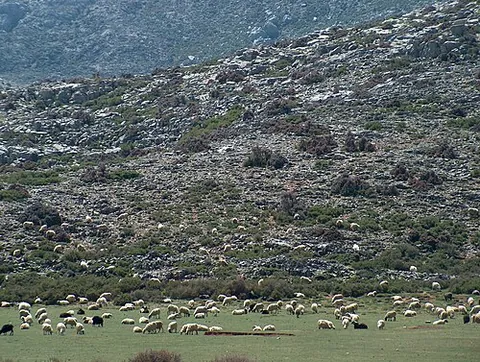 herd: a number of domestic animals assembled together under the watch or ownership of a keeper