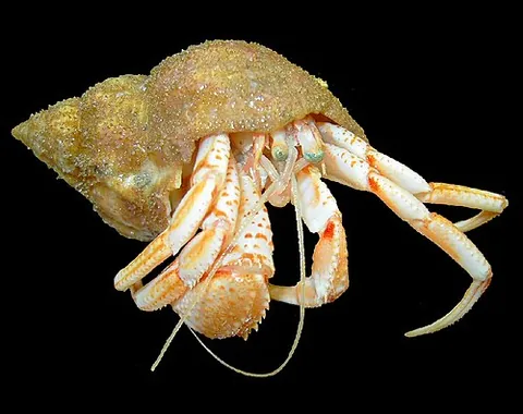 hermit crab: a decapod crustacean (not a true crab) from the superfamily Paguroidea, which salvages empty...