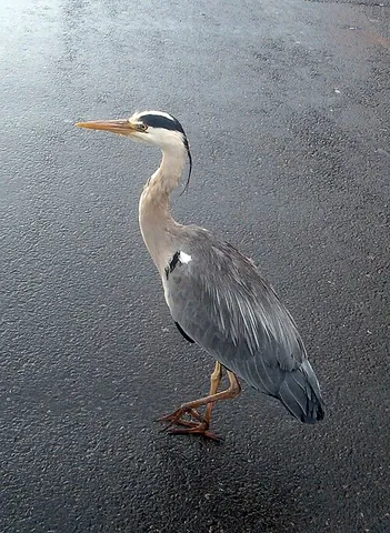 heron: any long-legged, long-necked wading bird of the family Ardeidae