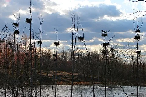 heronry: a breeding woodland for herons; a heron rookery