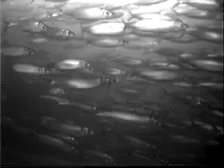 herring: a type of small, oily fish of the genus Clupea, often used as food