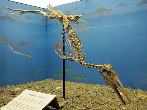 hesperornithid: any extinct avialan in the family Hesperornithidae