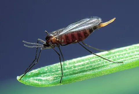 hessian fly: mayetiola destructor, a species of fly that is a significant pest of cereal crops