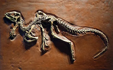 heterodontosaurid: any of a group of small dinosaurs, of the family Heterodontosauridae, that had characteristic teeth