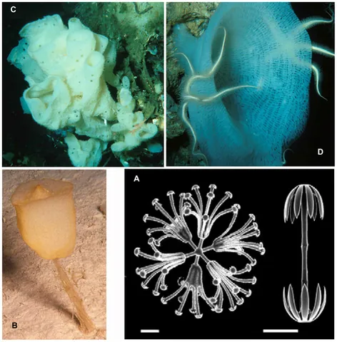 hexactinellid: any of the many sponges of class Hexactinellida, which have hexactine spicules; a glass sponge