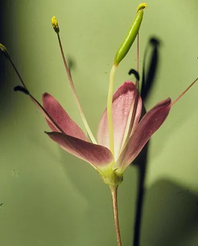 hexandrian: having six stamens