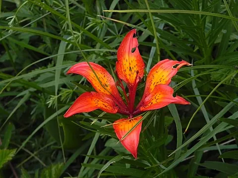 hexapetalous: having six petals