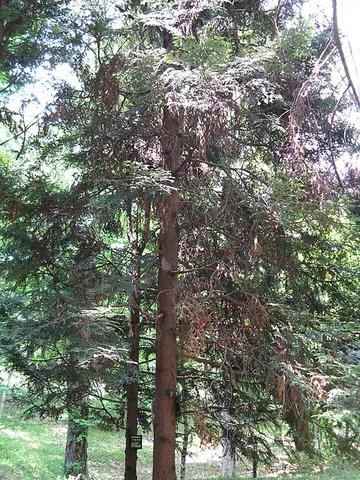 hiba: the conifer Thujopsis dolabrata, a cypress (in the broad sense) that is endemic to Japan