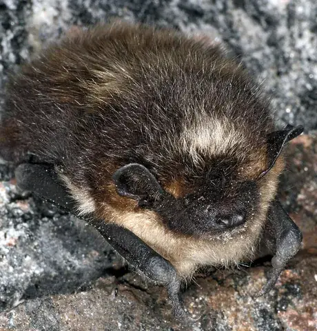 hibernate: to spend the winter in a dormant or inactive state of minimal activity, low body temperature, slow...