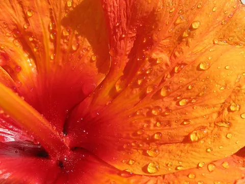 hibiscus: a flowering plant of the genus Hibiscus, especially Hibiscus syriacus, found in tropical to...