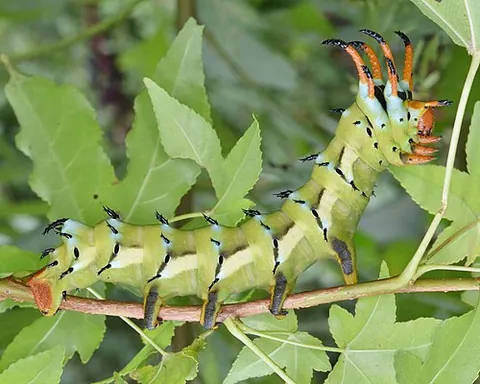 hickory horned devil: a Citheronia regalis moth in its caterpillar stage