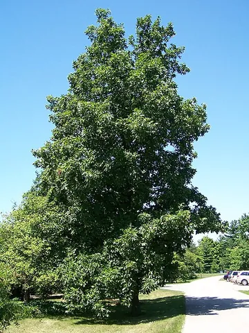 hickory: any of various deciduous hardwood trees of the genera Carya and Annamocarya, one species of which,...