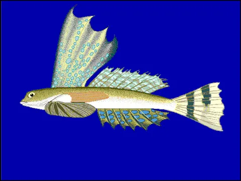 high-finned dragonet: synchiropus rameus, a species of dragonet fish