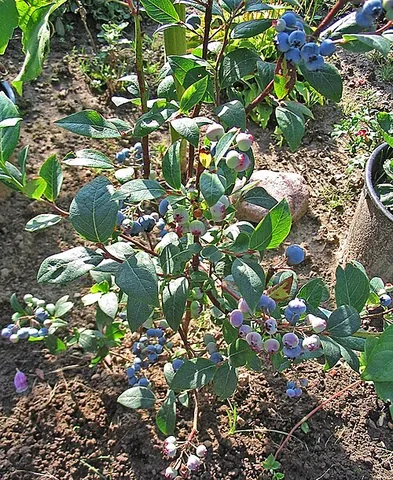 highbush blueberry: the common species of blueberry, Vaccinium corymbosum, grown for its fruit