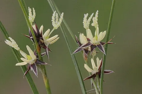 highland rush: a perennial herb of the species Oreojuncus trifidus (previously Juncus trifidus), native to the...