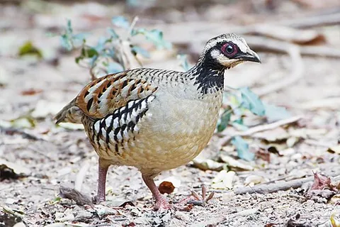 hill partridge: any partridge of the genus Arborophila, of which numerous species inhabit Southern Asia and the...