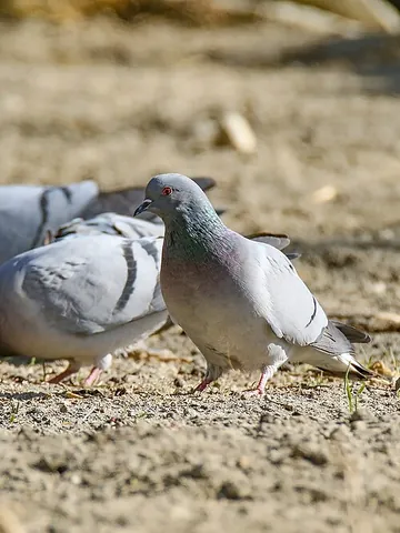 hill pigeon: columba rupestris, a species of pigeon widely spread throughout northern Asia