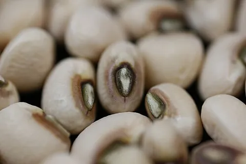 hilum: the eye of a bean or other seed, or the center of that eye; the mark or scar at the point of...