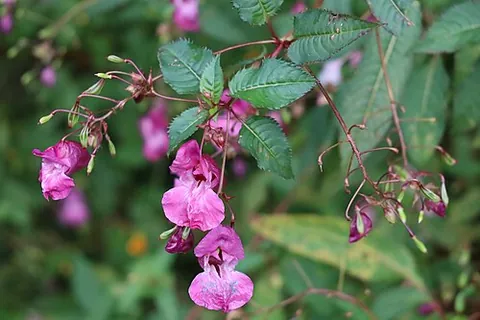 himalayan balsam: a large annual plant, Impatiens glandulifera, native to the Himalayas, which has become invasive in...