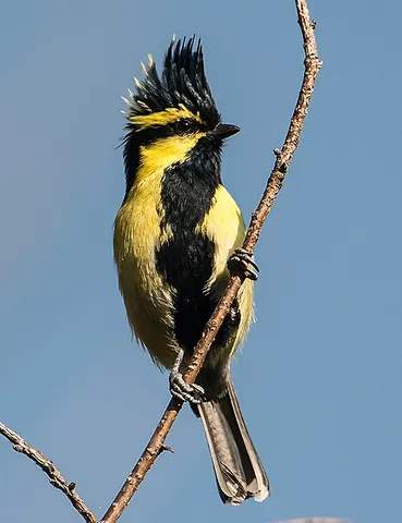 himalayan black-lored tit: machlolophus xanthogenys, a small bird of the tit family Paridae