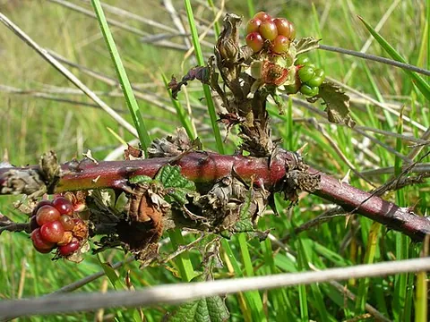 himalayan blackberry: rubus armeniacus, a blackberry species native to West Asia