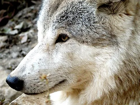 himalayan wolf: a canine of subspecies Canis lupus chanco, of Asian highlands