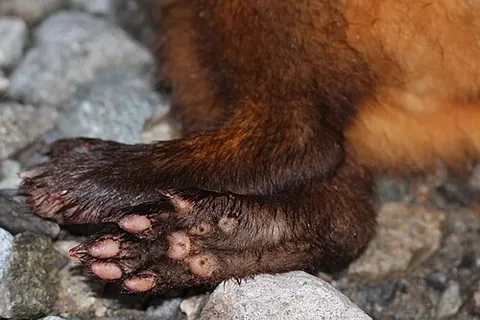 hindpaw: a hind paw