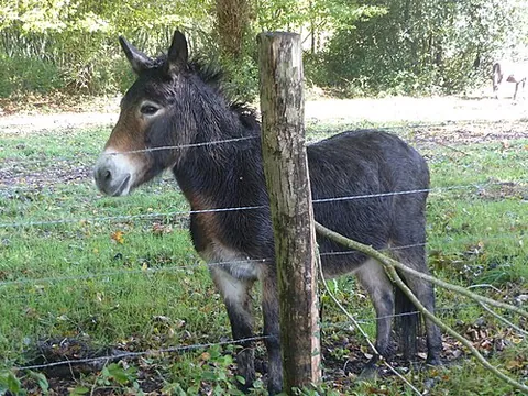 hinny: the hybrid offspring of a stallion (male horse) and a she-ass (female donkey)