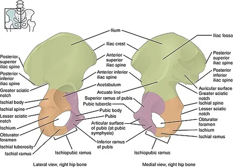 hip bone: one of two roughly symmetrical parts of the skeleton, each composed of the fused iliac, ischial,...