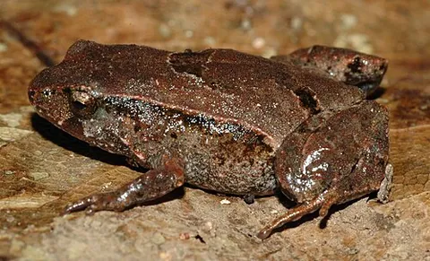 hip pocket frog: either of two species of frog, Assa darlingtoni and Assa wollumbin, endemic to eastern Australia,...