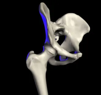 hip: the outward-projecting parts of the pelvis and top of the femur and the overlying tissue