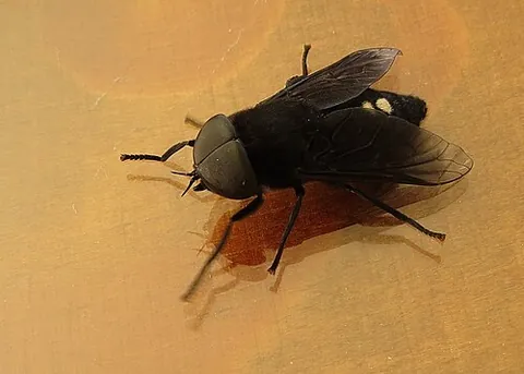 hippo fly: a species of biting horsefly, found around southern Africa, Tabanus biguttatus