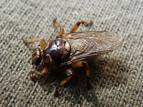 hippoboscid: any of the various species in the Hippoboscidae family of parasitic flies