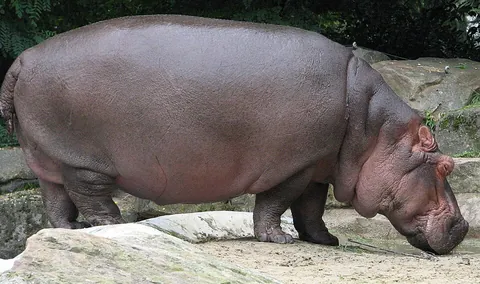 hippopotamus: a semi-aquatic, herbivorous, African hoofed mammal of the family Hippopotamidae