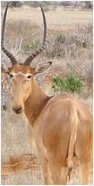 hirola: a type of antelope found in an area between Kenya and Somalia, Beatragus hunteri or sometimes...