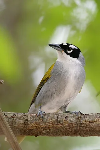 hispaniolan tanager: any passerine bird of the family Phaenicophilidae, native to Hispaniola