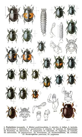 hister beetle: any beetle of the family Histeridae