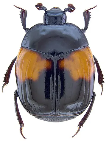 histerid: any of the numerous beetles in the family Histeridae; a clown beetle