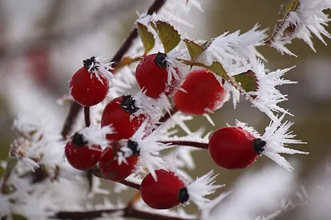 hoar frost: originally, any frozen dew forming a white deposit on exposed surfaces