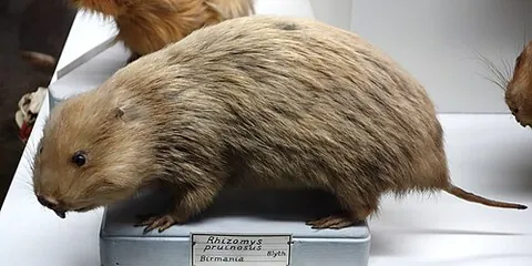 hoary bamboo rat: rhizomys pruinosus, a species of rat