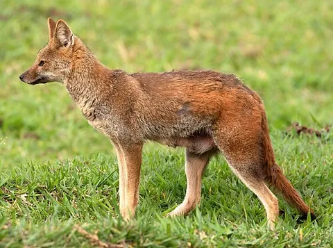 hoary fox: lycalopex vetulus, a wild canid endemic to Brazil