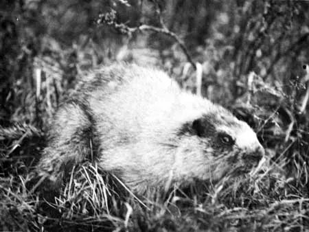 hoary marmot: a rodent of the species Marmota caligata