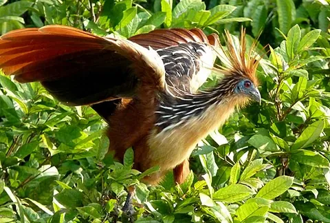 hoatzin: a bird of the species Opisthocomus hoazin of the order Opisthocomiformes, with claws on the wing...