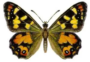 hobart brown: argynnina hobartia, a species of satyrine butterfly