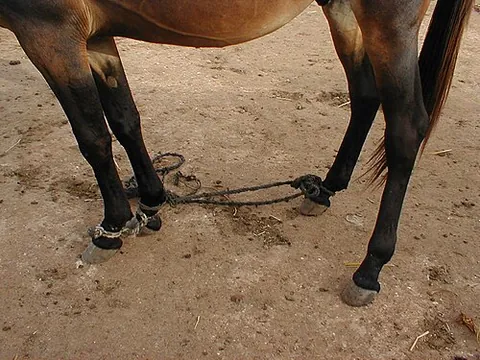 hobble: one of the short straps tied between the legs of unfenced horses, allowing them to wander short...