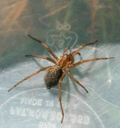 hobo spider: any of a number of venomous funnel web spiders, especially Eratigena agrestis, indigenous to Europe
